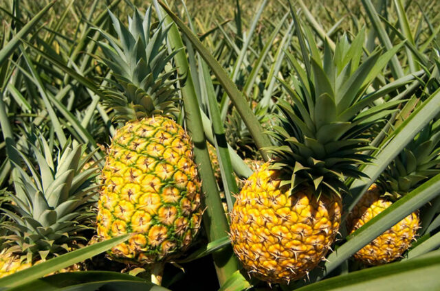pineapple Pineapples