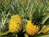 Pineapples, a Great Deal for Fighting off Stomach Fats Pineapples