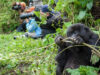 How to Prepare for Gorilla Trekking in Africa Rwanda Gorilla Trek