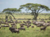 Top 5 Safari Destinations in East Africa Serengeti Wildebeests